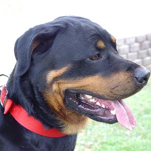 rottweiler collar