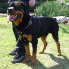 rottweiler harness