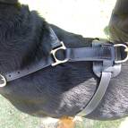 rottweiler harness