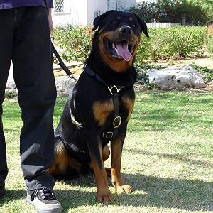 Rottweiler harness