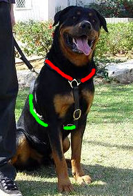 rot harness