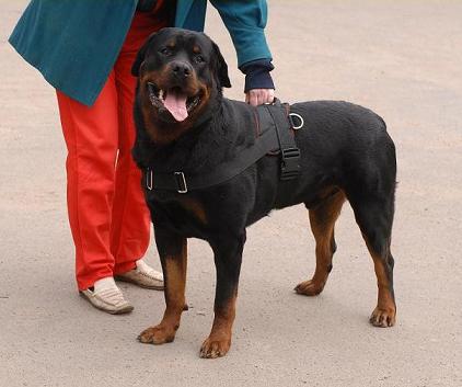 All Weather dog harness for tracking / pulling Designed to fit Rottweiler 