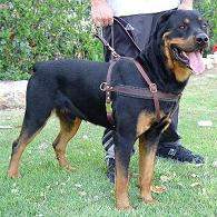 rottweiler harness